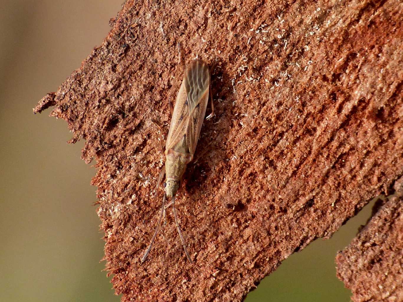 Paromius gracilis da Anzio (RM)